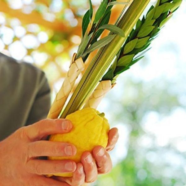 Premium Lulav and Etrog set