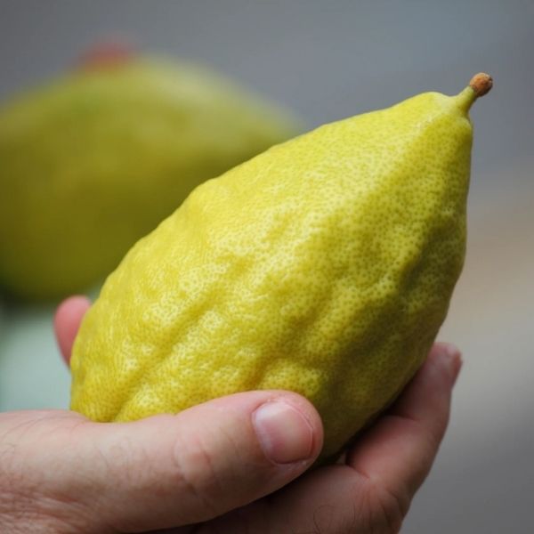Premium Lulav and Etrog set